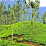 उत्तराखंड में चाय की खेती की बदलेगी तस्वीर